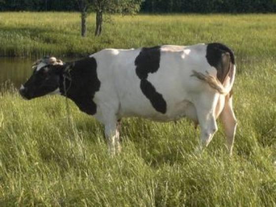 Черно - пестрая порода коров