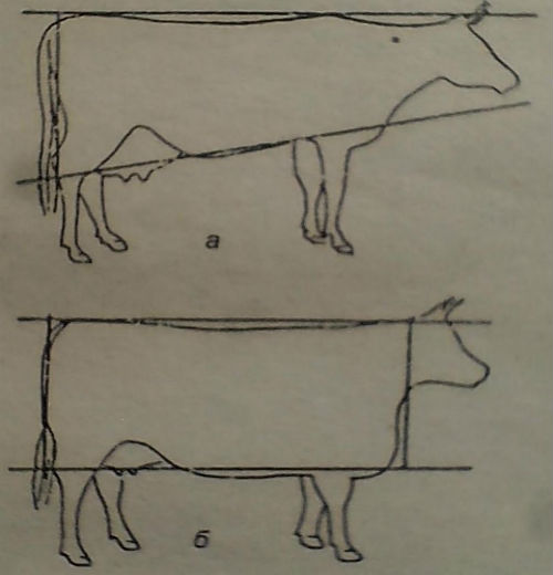 Форма туловища у молочной и мясной коровы