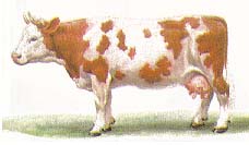 Симментальская степная порода коров